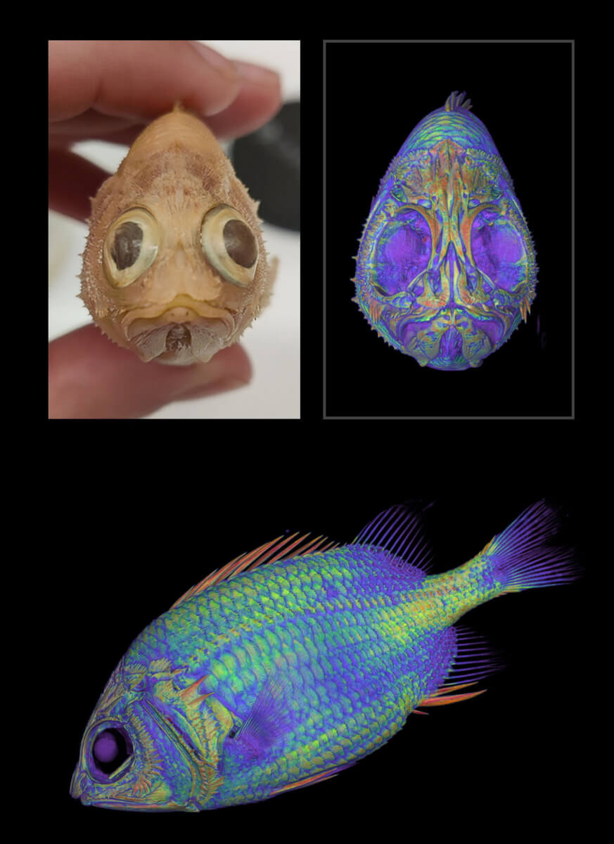 vertebrate ct scans