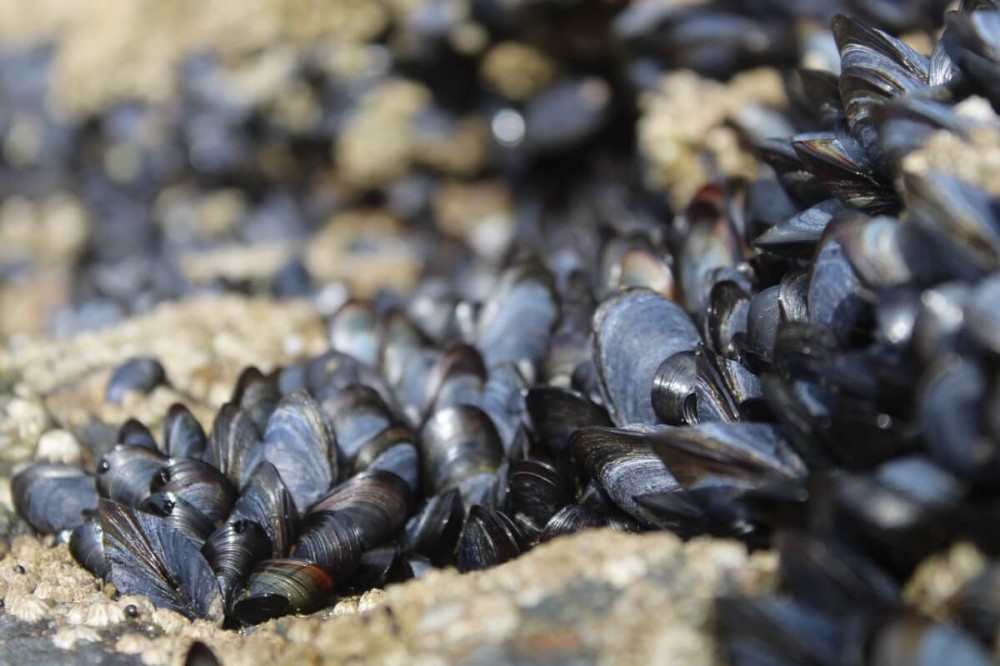 mussels